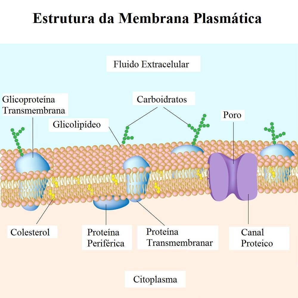 Membrana Plasmática Ou Celular Funções E Estrutura Toda Matéria