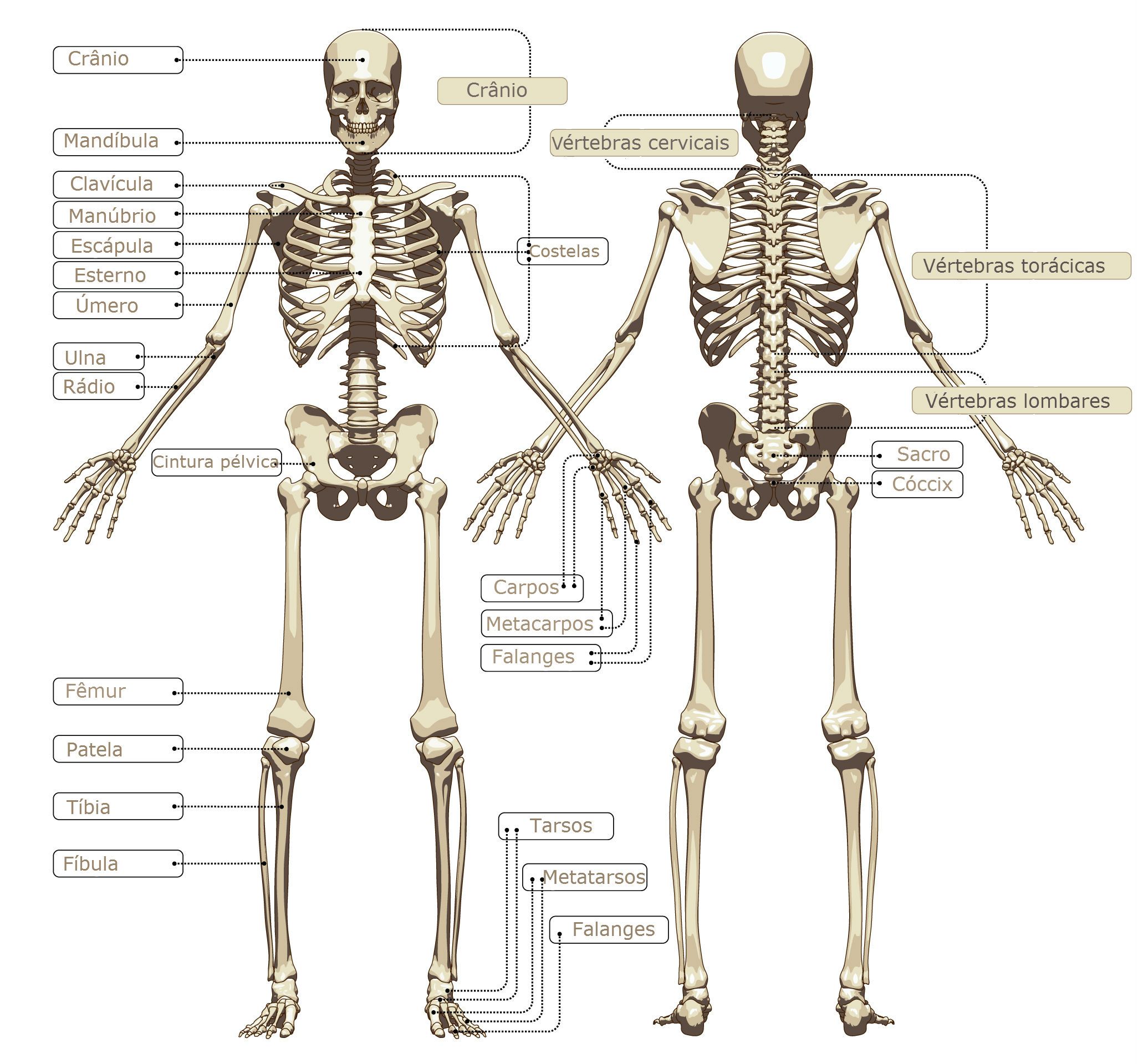 Sistemas Do Corpo Humano Toda Mat ria