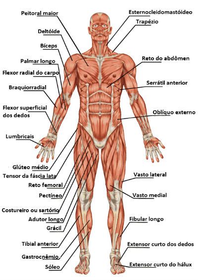 Músculos Do Corpo Humano Toda Matéria 3081