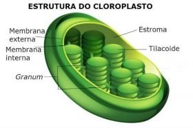 Cloroplastos