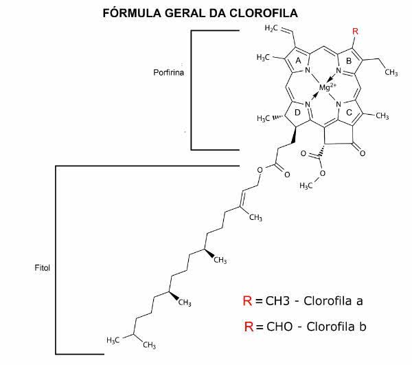 Clorofila: Entenda O Que é E Qual A Sua Função Na Fotossíntese - Toda ...