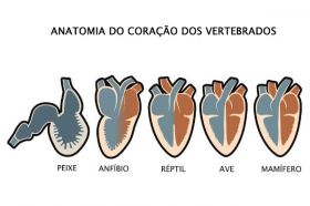 Sistema Circulatório