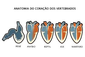 Sistema Circulatório