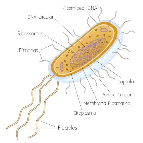 O Que é Uma Bactéria Flagelada