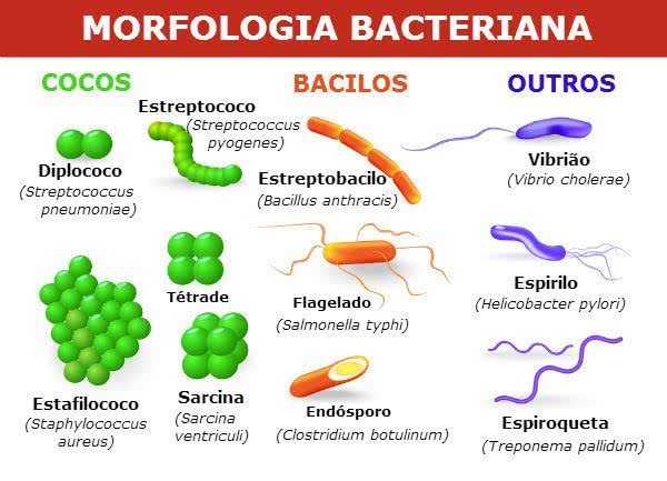 O Que é Tipo De Bactéria