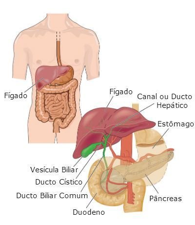 Sistema Digestivo, Sistema Digestório