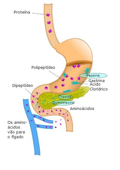 Digestão - Toda Matéria