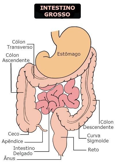 Sistema Digestivo, Sistema Digestório