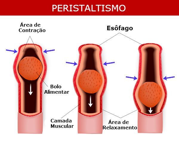 Digestão