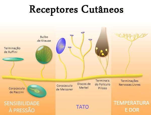 Sistema Tegumentar