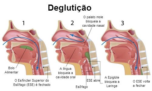 Diferença entre anatomia e fisiologia