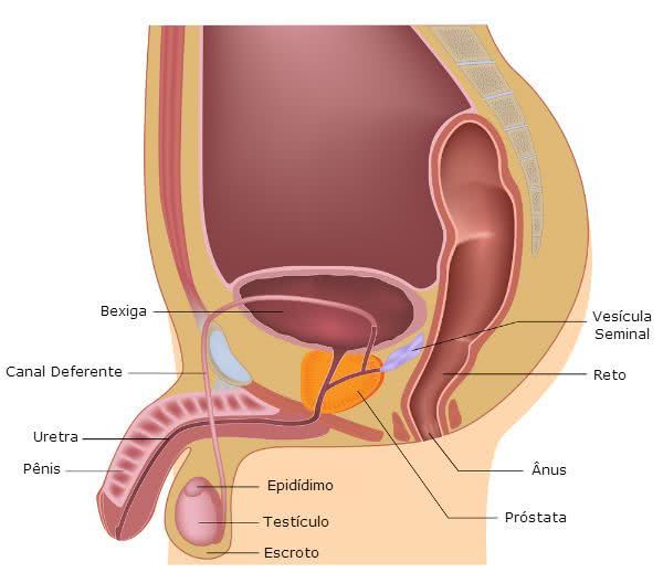 Sistema Urinário