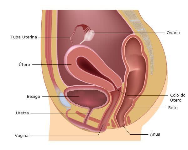 Sistema Urinário