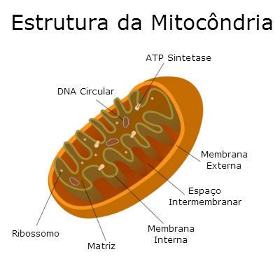 Mitocôndrias: Estrutura, Função e Importância