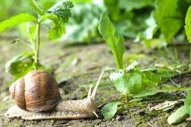 Invertebrados Terrestres