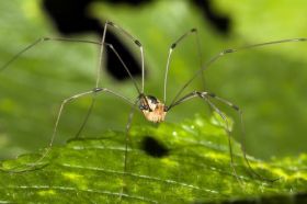Invertebrados Terrestres