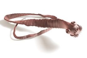 Invertebrados Terrestres