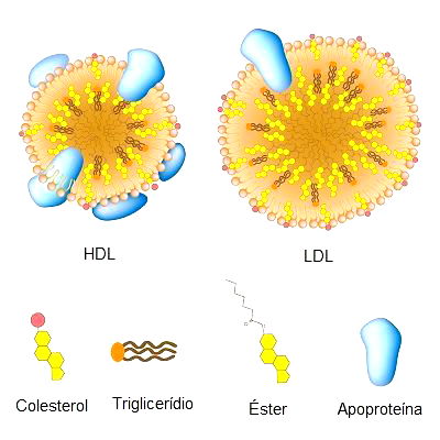 Colesterol bom e ruim: entenda a diferença entre eles – LabVital