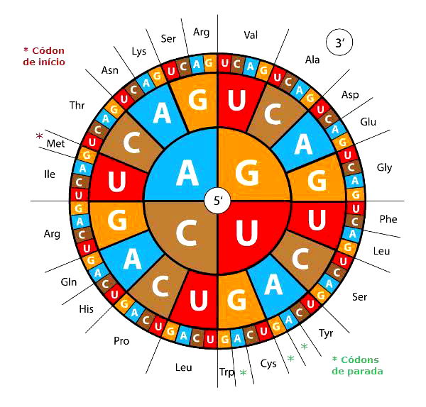 Esquema representativo do mecanismo de transcrição, tradução e