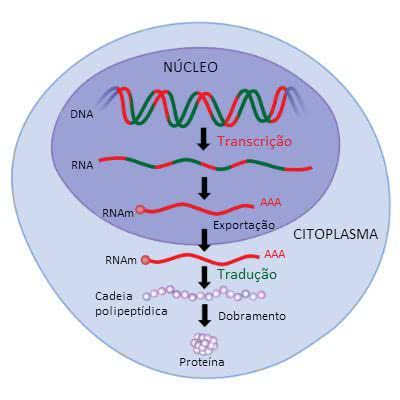 O Que é A Tradução Na Biologia