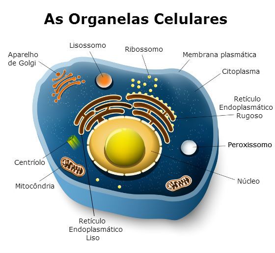 Organelas CitoplasmÁticas E Suas FunÇÕes 4723