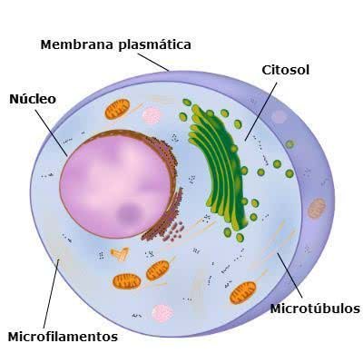 Estruturas presentes na célula eucarionte