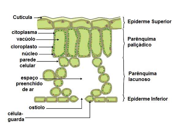 Estômatos