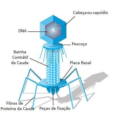 Bacteriófagos