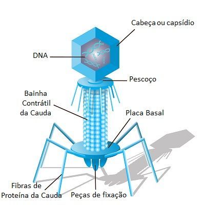 Bacteriófagos