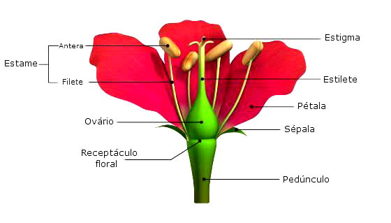 ReproduÇÃo Sexuada 8506