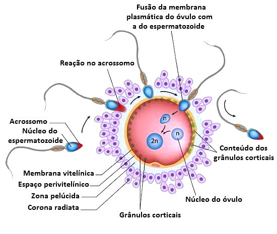 Como ocorre a Fecundação Humana?