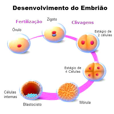 Como ocorre a Fecundação Humana?