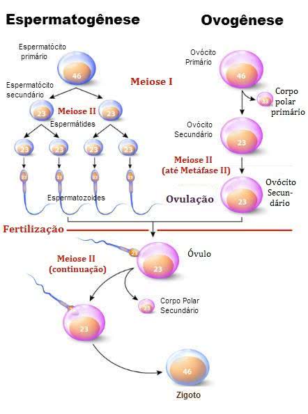 Gametas e Gametogênese