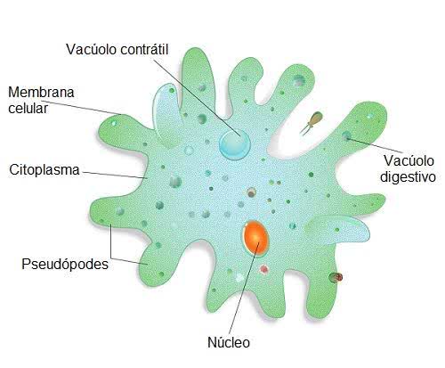 Resultado de imagem para protozoarios