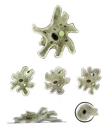 Protozoários