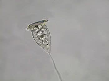 Protozoários