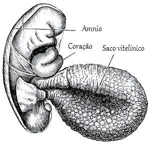 Desenvolvimento Embrionário Humano