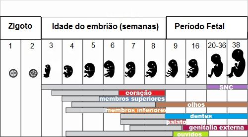 1ª, 2ª e 3ª semana de gravidez