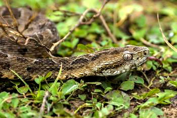 Serpentes ovíparas e serpentes vivíparas, entendam a diferença.