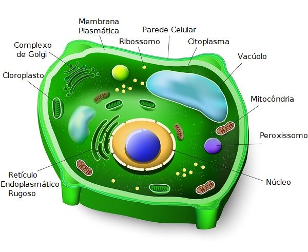 O Que é A Célula Vegetal Entenda Suas Organelas Com Desenho Toda