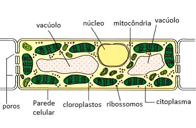 Célula Vegetal