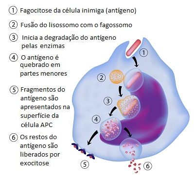 Lisossomos