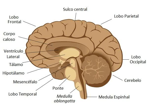 Esquema Del Encefalo Fotos Guia Images The Best Porn Website