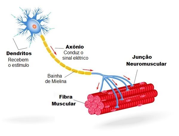 Neurônios Toda Matéria