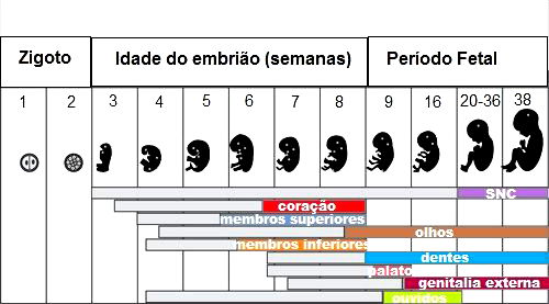 O que é Embriologia?