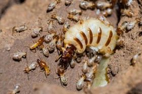 Relações Ecológicas - Toda Matéria