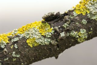 Relações Ecológicas