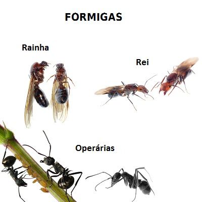 Sociedades no Reino Animal