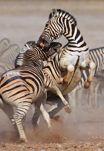 Competição no Reino Animal