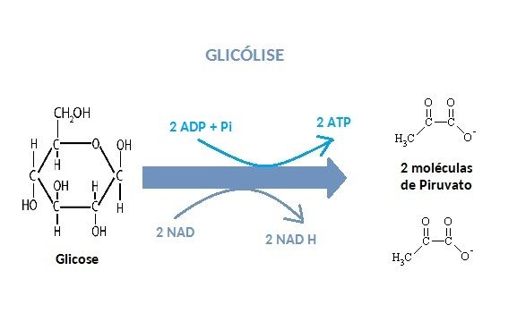 O que é um bioquimico